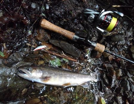 沢を３本釣り上がる ～長良川水系～